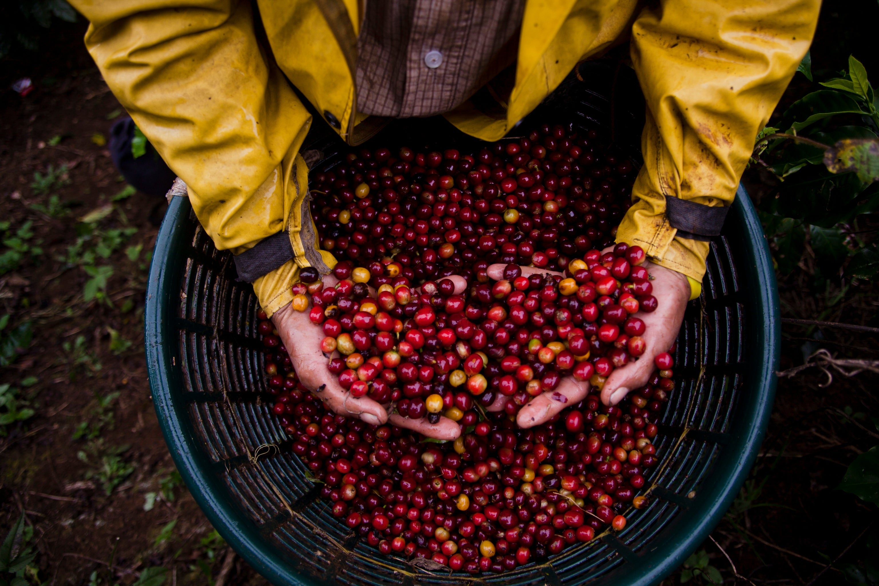 Single Origin