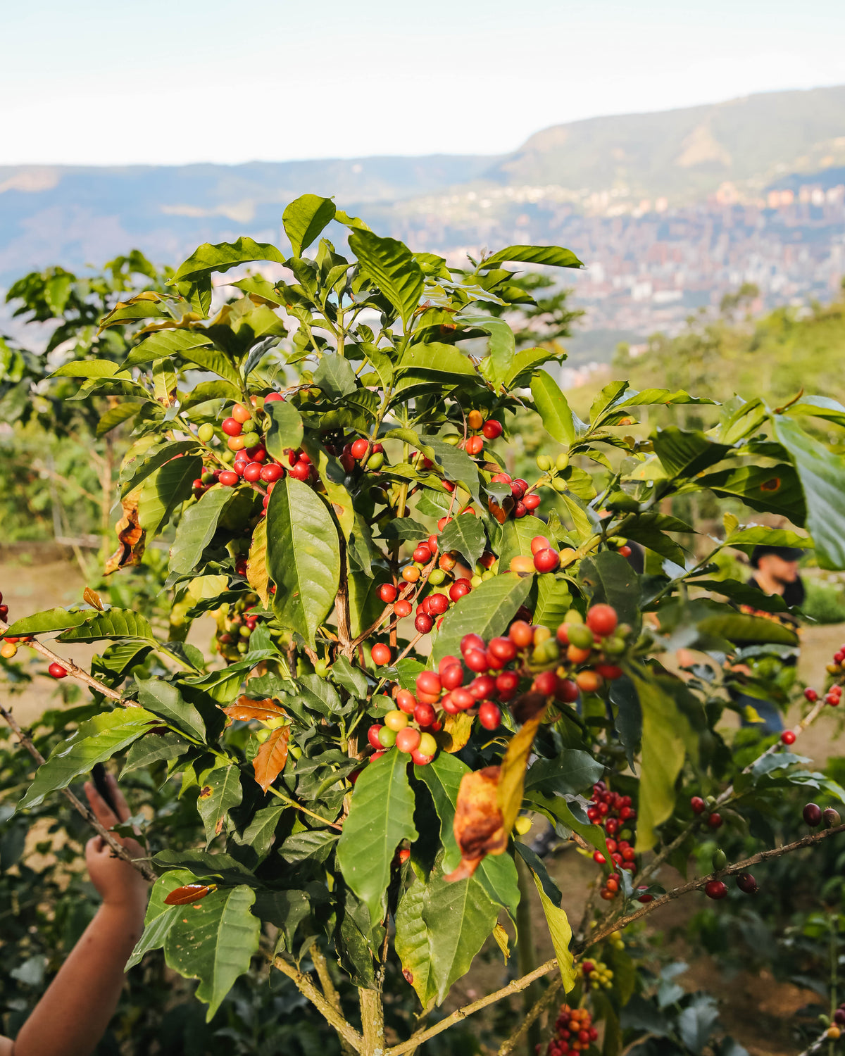 Single Origin