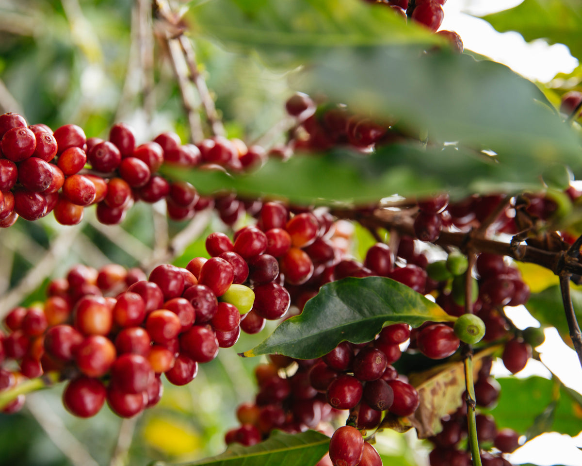 Kaladi Brothers Coffee