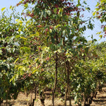 Tanzania, Iloma