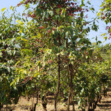 Tanzania, Iloma
