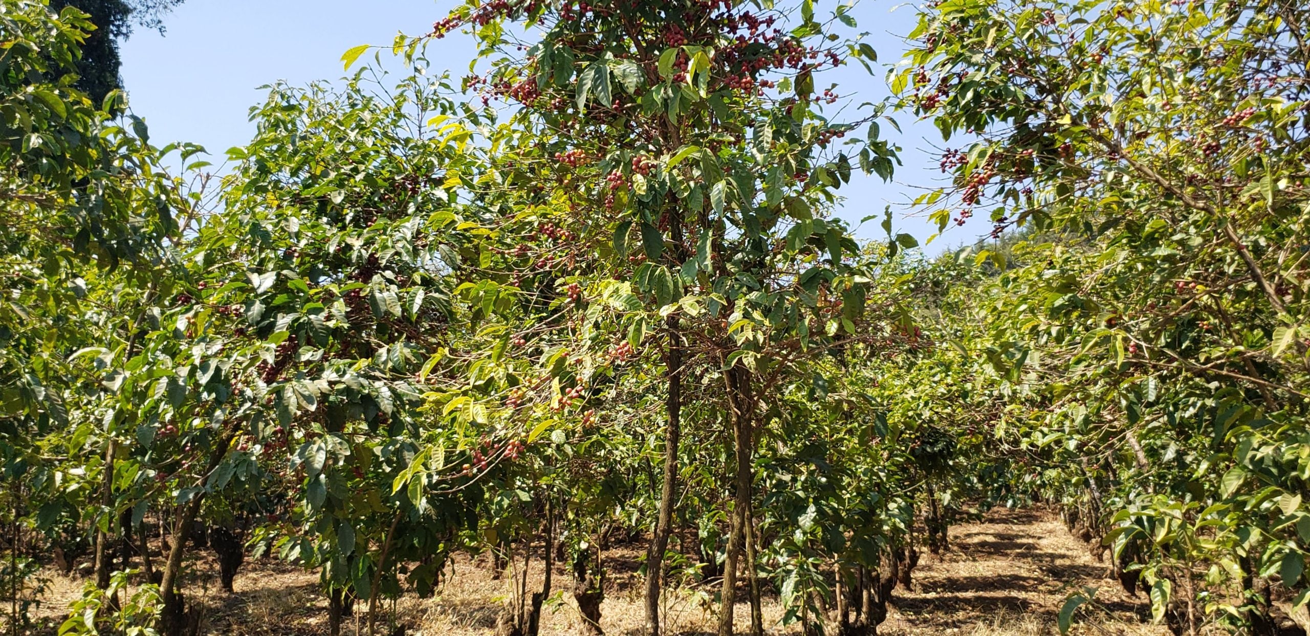 Tanzania, Iloma