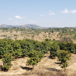 Tanzania, Iloma