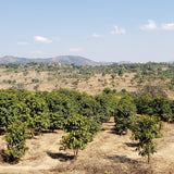 Tanzania, Iloma
