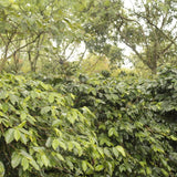 Sumatra, Ihtiyeri Keti Ara