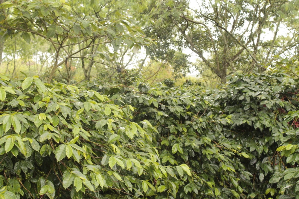 Sumatra, Ihtiyeri Keti Ara