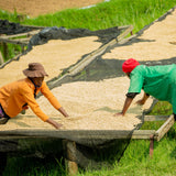 Coffee of the Month: Rwanda, Murambi