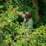 Coffee of the Month: Rwanda, Murambi