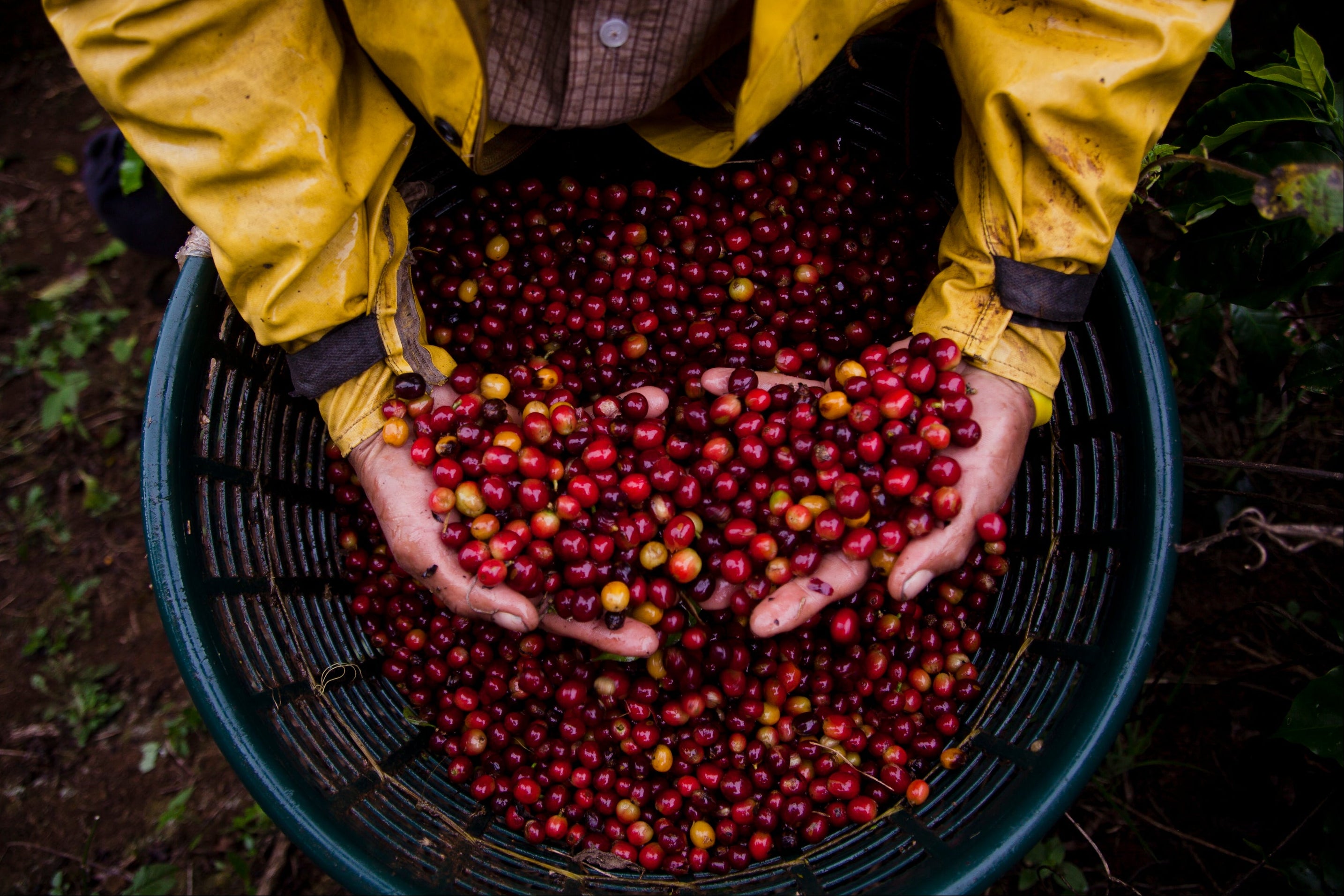 Person holding a basket of red coffee beans
